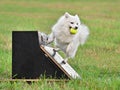 Dog on a flyball training Royalty Free Stock Photo