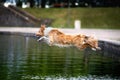 Yellow border collie dog jumps above the lake