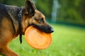 Dog with flying disc Royalty Free Stock Photo