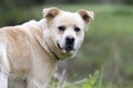 Dog foaming at the mouth, Golden Retriever Great Pyrenees mix Royalty Free Stock Photo