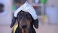 Dog in foil hat parody paranoia conspiracy theory, radiation protection, anxiety