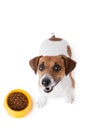 Dog food Royalty Free Stock Photo