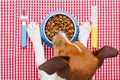 Dog food bowl Royalty Free Stock Photo