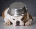 Dog with food bowl on head