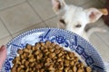 Dog Food in a Bowl Kibble Pet Food