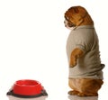 Dog at food dish Royalty Free Stock Photo