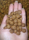 Dog food grains in the palm of your hand, nutritious pet food. Royalty Free Stock Photo