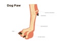 Dog foot paw and leg anatomy / infographic chart vector Royalty Free Stock Photo