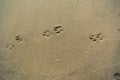 Dog Foot print on beach Royalty Free Stock Photo