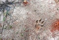 Dog foot print Royalty Free Stock Photo