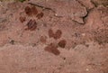 Dog foot print on red plate stone