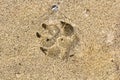 Dog foot print in the sand in summer Royalty Free Stock Photo