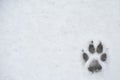 Dog foot print in a snow