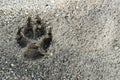 Dog foot print on wet sand ground Royalty Free Stock Photo
