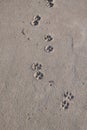 Dog foot prints on cement concrete floor