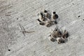 Dog foot prints in dried cement with some dried grass