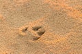 Dog foot prints Royalty Free Stock Photo