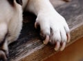 Dog foot