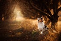 Dog on the footpath. Mystical place, trees. Australian Shepherd in nature Royalty Free Stock Photo