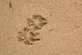 Dog footprint on the beach