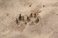 Dog footprint on the beach