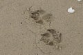 Dog footprint on the beach