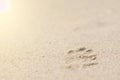 The dog footprint on the beach Royalty Free Stock Photo