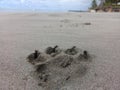 Dog footprint on beach sand Royalty Free Stock Photo