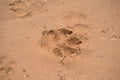 Dog footprint on beach Royalty Free Stock Photo