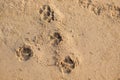 Dog Footprint on the Beach Sand. Dog Mark After Walk Along the Beach Royalty Free Stock Photo