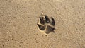 Dog footprint on beach sand. Natural background. Royalty Free Stock Photo