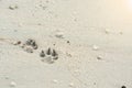 The dog footprint on the beach Royalty Free Stock Photo