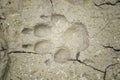 Dog footprint in clay