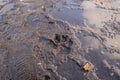Dog footprint on clay, soil land. Turkish Kangal dogs. animal track, Tracks Royalty Free Stock Photo
