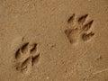 Dog footprint close-up Royalty Free Stock Photo