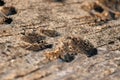 Dog footprint on the concrete floor. Because dogs walk on wet cement. Royalty Free Stock Photo