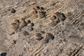 Dog footprint on the concrete floor. Because dogs walk on wet cement. Royalty Free Stock Photo