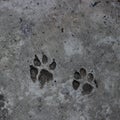 Dog footprint on concrete floor