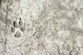 Dog footprint on earth Royalty Free Stock Photo