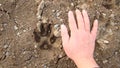 Dog footprint on the earth Footprint dog on the soil land Comparison of animal track size and hand animal track, Tracks, Footprint Royalty Free Stock Photo