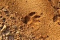 Dog footprint on the mud, sand soil. Footprint dog on the earth, Footprints Royalty Free Stock Photo