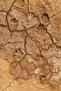 Dog footprint on the mud, sand soil. Footprint dog on the earth, Footprints Royalty Free Stock Photo