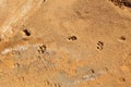 Dog footprint on the mud, sand soil. Footprint dog on the earth, Footprints Royalty Free Stock Photo