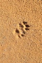 Dog footprint on the mud, sand soil. Footprint dog on the earth, Footprints Royalty Free Stock Photo