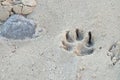 Dog footprint on sand beach with sea rock background and wetland Royalty Free Stock Photo