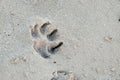 A dog footprint on sand beach with wet ground for background backdrop Royalty Free Stock Photo