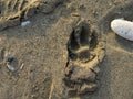 Dog footprint in the sand. The silence of the wild beach. Stones on the sandy beach. Black sand in the sun close-up. Quiet place.