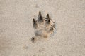 Dog footprint on the the beach Royalty Free Stock Photo