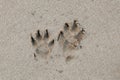 Dog footprint on the the beach Royalty Free Stock Photo