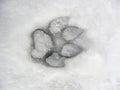 Dog footprint in the snow Royalty Free Stock Photo